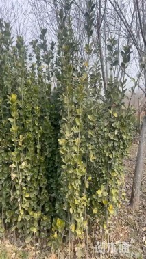 高度180厘米北海道黄杨