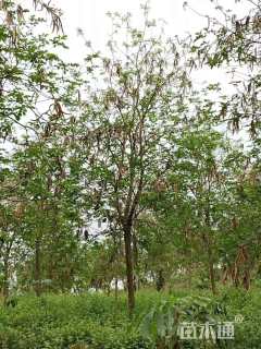 12公分黄花风铃木