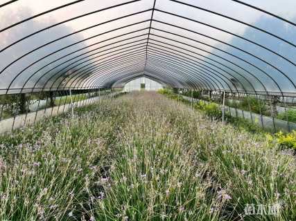 高度20厘米紫娇花