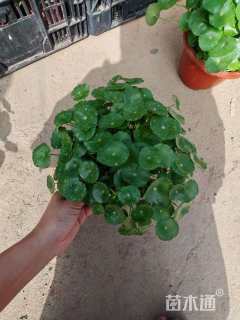 高度10厘米铜钱草