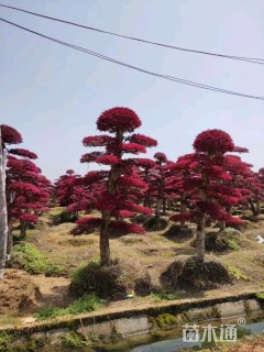 高度150厘米红花继木