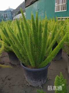 高度20厘米狐尾天门冬