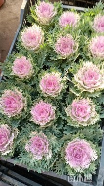 高度25厘米羽衣甘蓝