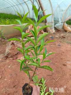 高度25厘米茉莉花