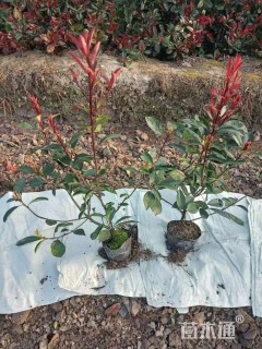 高度30厘米海桐