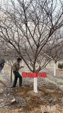 15公分普贤象樱花