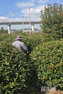 冠幅80厘米红叶石楠球