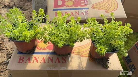 高度10厘米金叶佛甲草