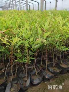 高度30厘米南天竹