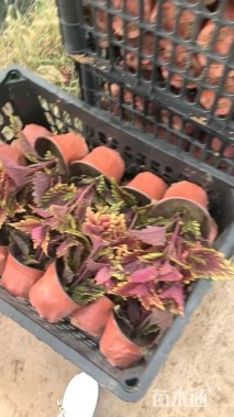 高度20厘米彩叶草