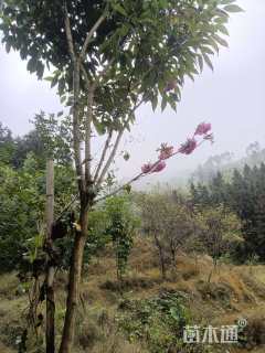 6公分紫花风铃木