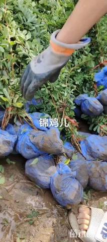 高度60厘米锦鸡儿