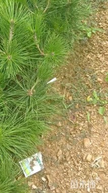 高度40厘米黑松