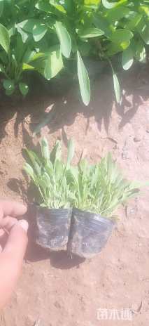 高度10厘米金鸡菊