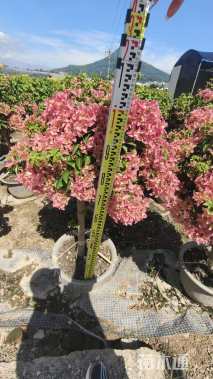 高度100厘米三角梅