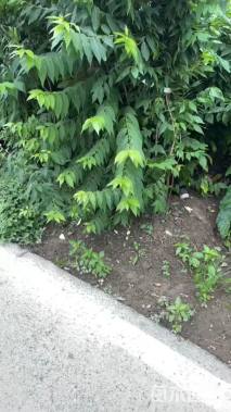 高度180厘米蜡梅