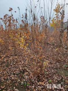 高度150厘米胡枝子