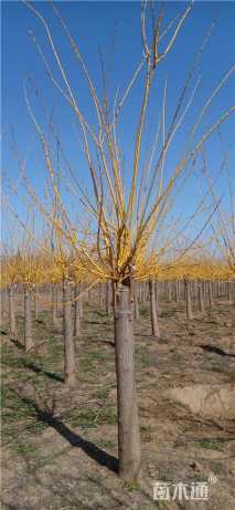 6公分矮杆金枝槐