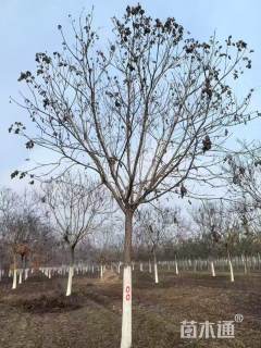 15公分栾树