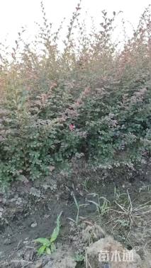 高度70厘米红花继木