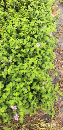 高度20厘米紫花马樱丹