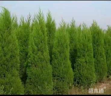 高度200厘米1.5高塔柏