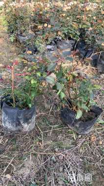 高度30厘米钻石月季