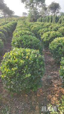 冠幅110厘米金森女贞球