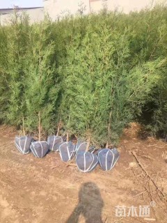 高度80厘米侧柏