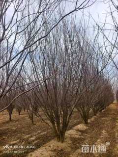 高度600厘米丛生紫叶李