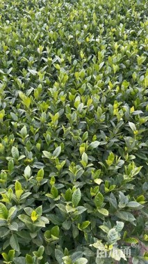 高度30厘米大叶栀子