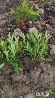 高度45厘米毛鹃小苗