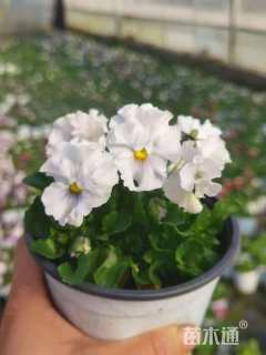 高度10厘米角堇