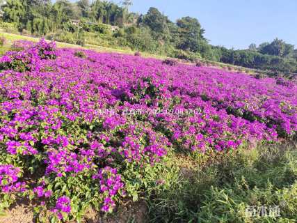 高度60厘米三角梅