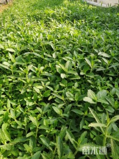 高度10厘米马鞭草