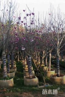 10公分荷花玉兰