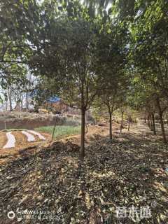 10公分大叶女贞