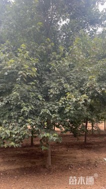 6公分美国红枫-红点