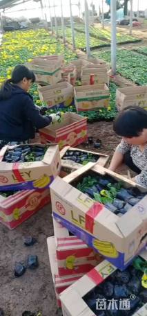 高度15厘米三色堇