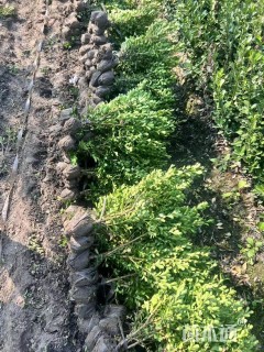 冠幅20厘米瓜子黄杨球