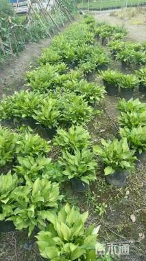 高度10厘米花叶玉簪