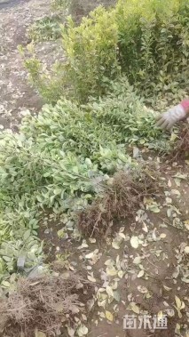 高度40厘米金边黄杨