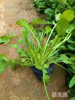 高度15厘米大滨菊