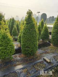 8公分造型亮金女贞