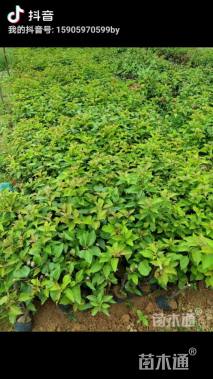 高度20厘米三角梅