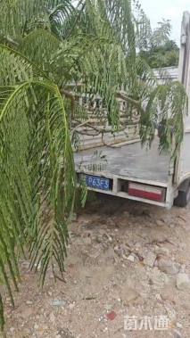 高度20厘米金边虎尾兰