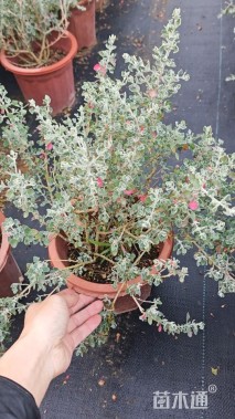 高度30厘米银叶仓鼠