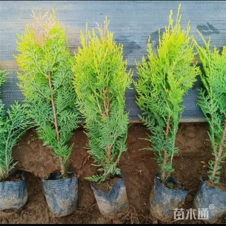 高度45厘米洒金柏