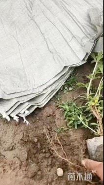 高度50厘米红王子锦带