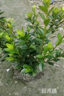 高度30厘米春鹃小苗